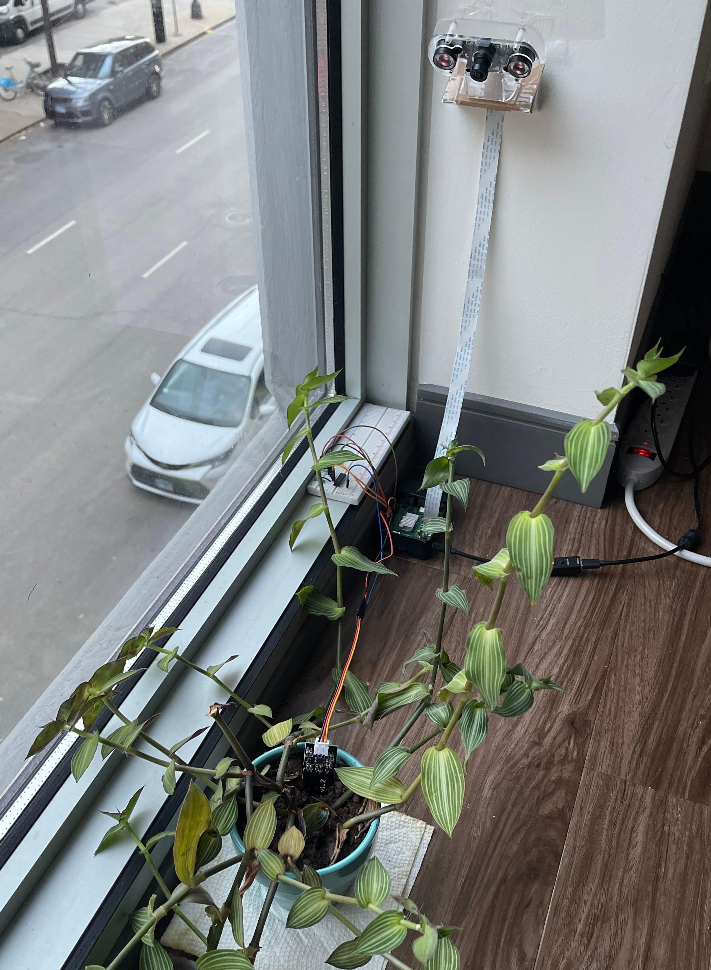 A Raspberry Pi 4 Model B wired via a breadboard to a capacitive moisture sensor stuck in a Callisia gentlei var. elegans plant's soil